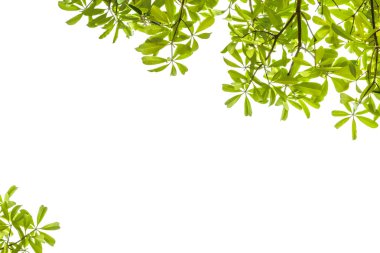 beyaz arkaplanda yeşil yapraklar