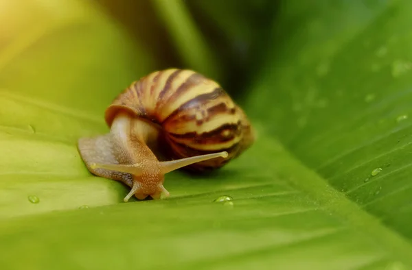 Caracol Curioso Jardim Folha Verde — Fotografia de Stock