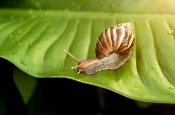 Curious Snail Garden Green Leaf — Stock Photo, Image