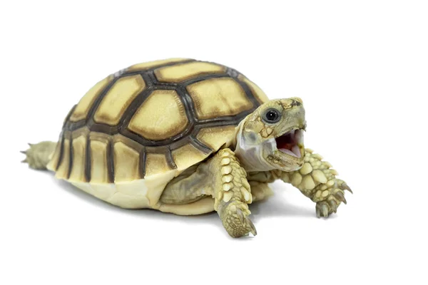 Sköldpadda isolerad på vit bakgrund. Filen innehåller klippvägar så det är lätt att arbeta. — Stockfoto