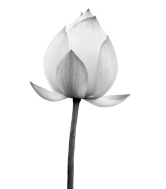 Lotus çiçek siyah ve beyaz renk beyaz arka planda izole. Kırpma yolu ile dosya içerir.