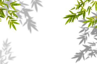Beyaz duvar arka planda bambu yaprak gölge. Boş kopya alanı.