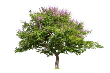 Beyaz arka planda izole ağaçlar, tasarım için kullanılan izole tropikal ağaçlar. Kırpma yolu ile dosya içerir.