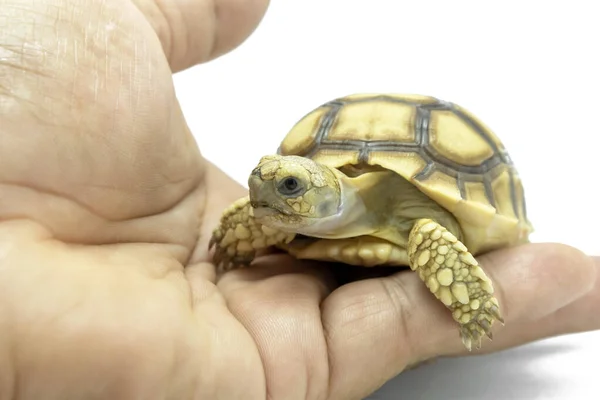 Tartaruga pequena na mão isolada em um fundo branco. Arquivo contém com caminhos de recorte por isso é fácil de trabalhar . — Fotografia de Stock