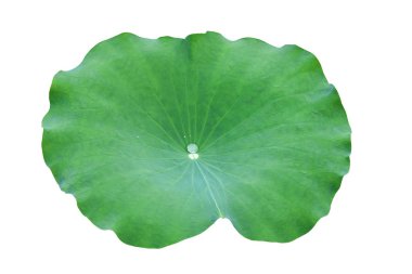 Nilüfer yaprağı beyaz arka planda izole edilir. Dosya kırpma yolu içeriyor.