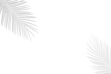 Beyaz duvar arkaplanı veya arkaplan üzerinde siyah beyaz palmiye yaprakları soyut gölgesi