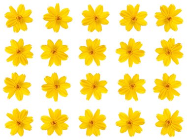 Beyaz arka planda sarı çiçek deseni. Düz yerde, üst tarafta. Dosya kırpma yolu içeriyor.