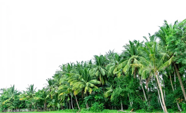 Kokospalmen isoliert auf weißem Hintergrund, tropische Kokospalmen, Dateiinhalt mit Clipping-Pfad. — Stockfoto