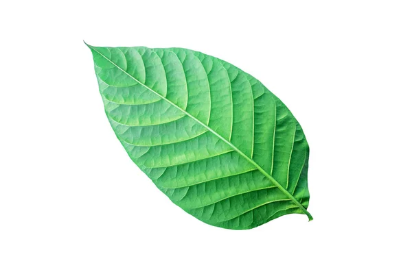 Folhas verdes tropicais isoladas sobre um fundo branco. Arquivo contém com caminho de recorte tão fácil de tarefa . — Fotografia de Stock