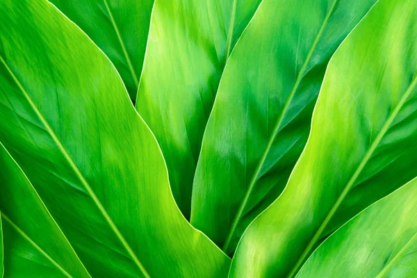 Tropický list, Zelené listy vzor pozadí, Příroda pozadí — Stock fotografie
