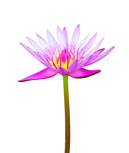 Flor rosa loto aislado en un fondo blanco.Archivo contiene con ruta de recorte . Imagen de stock