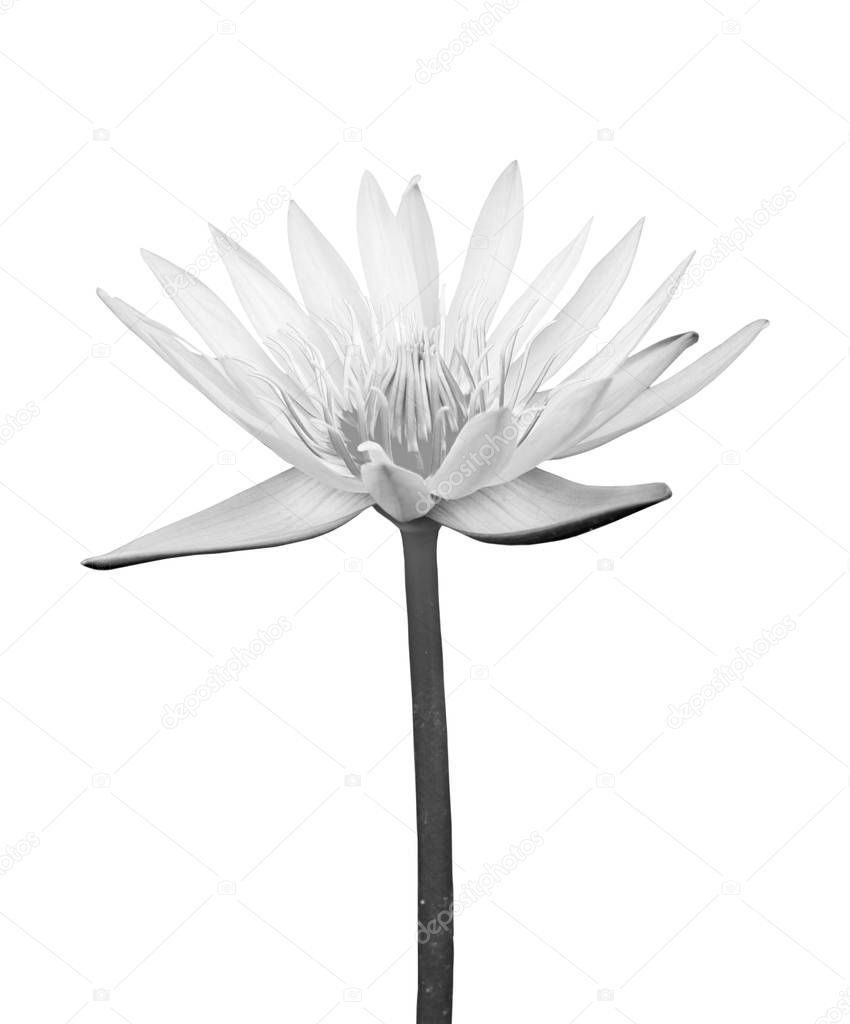 Black,white Lotus flower isolated on a white background. File contains with clipping path.