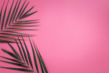 Parlak pembe renkli arka planda yeşil palmiye yaprakları, tropik yeşil palmiye yaprakları, üst görünüm minimum konsept. Düz yatıyordu.
