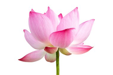 Pembe nilüfer çiçeği beyaz arkaplanda izole edildi. Dosya kırpma yolu ile çok kolay bir çalışma içeriyor..