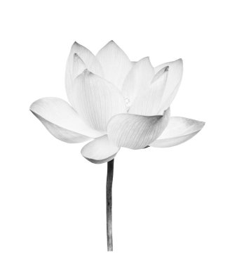 Beyaz arka planda siyah beyaz nilüfer çiçeği. Kullanımı çok kolay kırpma yolu ile dosya içerir.