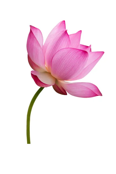 Lotus flower isolated on white background. File contains with clipping path so easy to work. — Stock Photo, Image