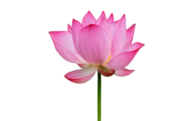 Fleur de lotus isolée sur fond blanc. Fichier contient avec chemin de coupe si facile à travailler . — Photo