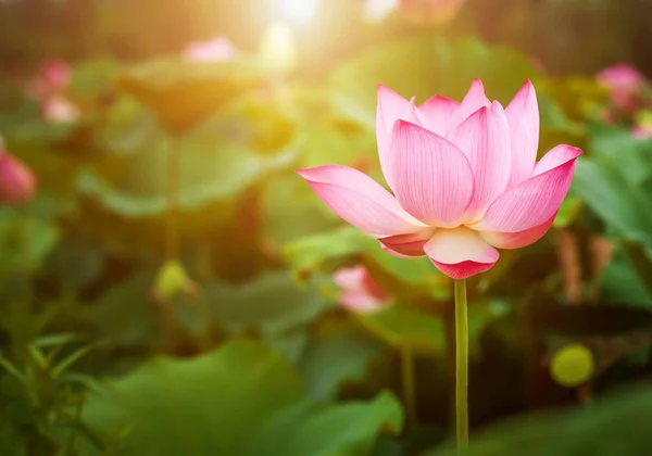Beautiful lotus flower blooming and green lotus leaf background in pond. Blank copy space. — 스톡 사진
