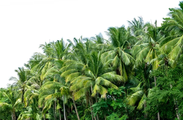 Beyaz arka planda izole edilmiş hindistan cevizi palmiyeleri, tropikal hindistan cevizi ağaçları, dosya kırpma yolu ile çok kolay çalışır.. — Stok fotoğraf