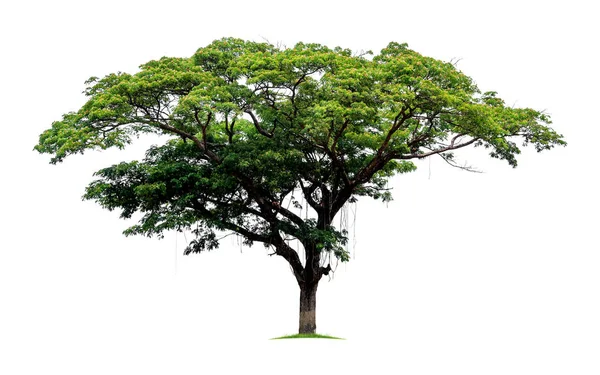 Duże tropikalne drzewo odizolowane na białym tle. Plik zawiera ścieżkę wycinania tak łatwą w obsłudze. — Zdjęcie stockowe