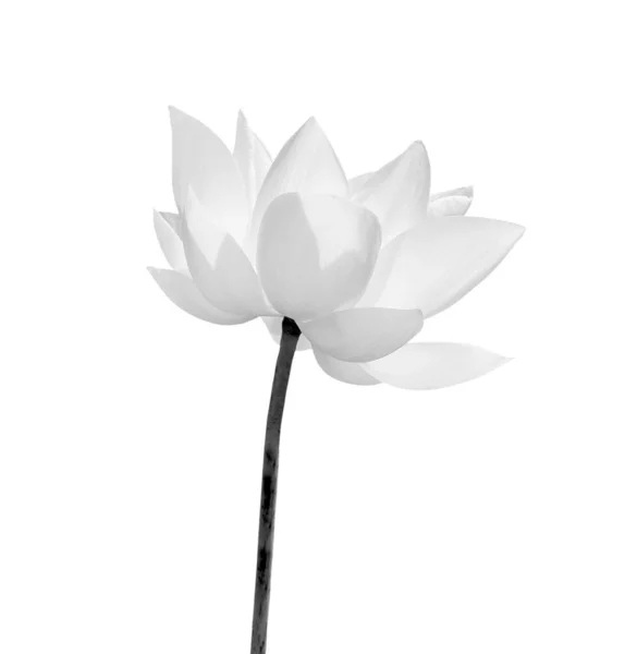 Flor de lótus preto e branco isolada sobre fundo branco. Arquivo contém com caminho de recorte tão fácil de trabalhar . — Fotografia de Stock