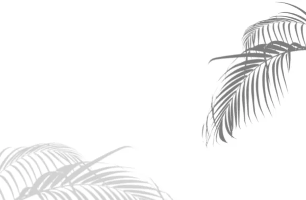 Abstrakte Palmblätter Schatten auf weißem Hintergrund. leerer Kopierraum. — Stockfoto