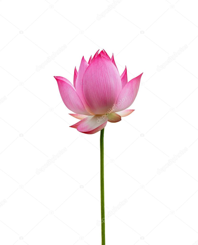 Lotus flower isolated on white background. File contains with clipping path so easy to work.