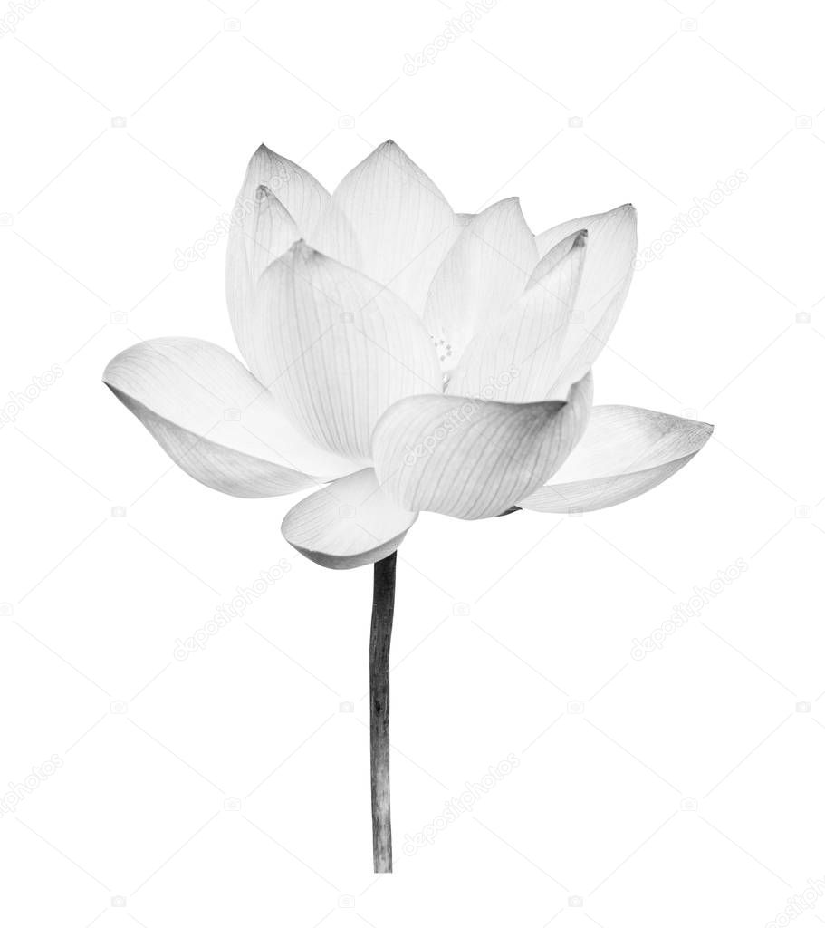 Black and white Lotus flower isolated on white background. File contains with clipping path so easy to work.