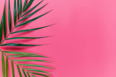 Parlak pembe renkli arka planda yeşil palmiye yaprakları, tropik yeşil palmiye yaprakları, üst görünüm minimum konsept. Düz yatıyordu. Boş kopyalama alanı.