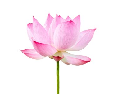 Taze pembe nilüfer çiçeği beyaz arkaplanda izole edildi. Dosya kırpma yolu ile birlikte çok kolay çalıştırılabilir..