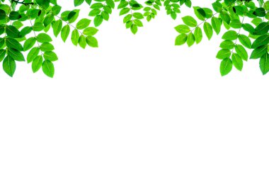 Beyaz arka planda taze yeşil yapraklar. Yeşil yaprağın yakın doğa görüntüsü. arkaplan olarak doğal yeşil kullanarak boş kopyalama alanı