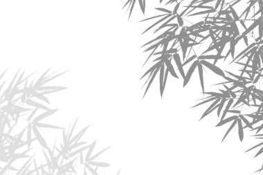 Bambu beyaz duvarda gölgeler bırakır. Soyut doğa modeli. Boş kopyalama alanı.