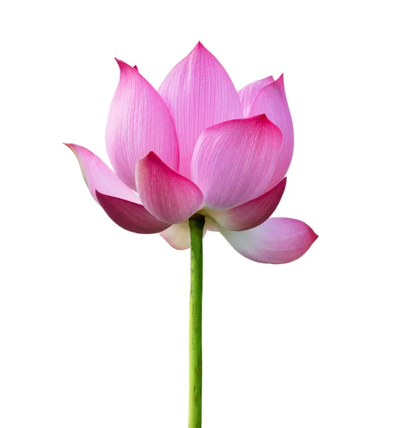 Fleur de lotus rose isolée sur fond blanc. Le fichier contient avec un chemin de coupe si facile à travailler . — Photo