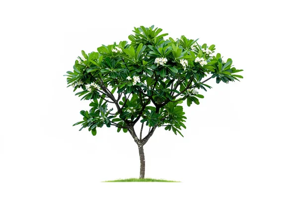 Тропічне дерево ізольовано на білому тлі. Файл містить відсічний контур так легко працювати . — стокове фото