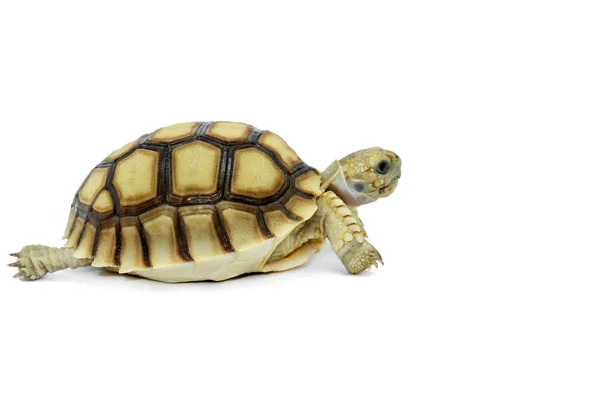 Foco seletivo, tartaruga pequena isolada em um fundo branco. Fios — Fotografia de Stock