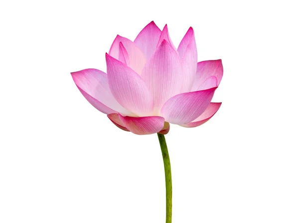 Lotus flower isolated on white background. File contains with clipping path so easy to work. — Stock Photo, Image