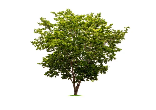 Big tropical tree isolated on a white background. File contains with clipping path so easy to work. — 스톡 사진