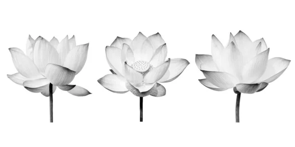 Coleções Flor de lótus preto e branco isolada sobre fundo branco. Arquivo contém com caminho de recorte tão fácil de trabalhar . — Fotografia de Stock