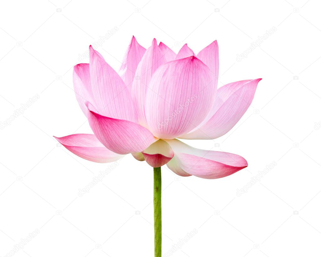 Fresh pink Lotus flower isolated on white background.File contains with clipping path so easy to work.