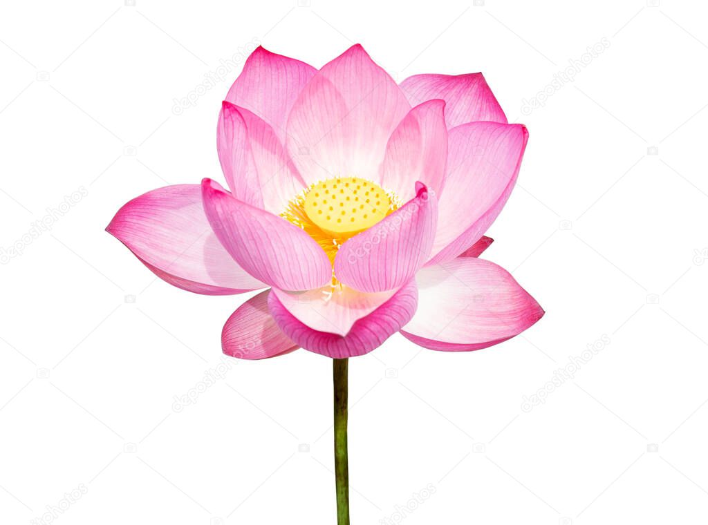 Lotus flower isolated on white background. File contains with clipping path so easy to work.