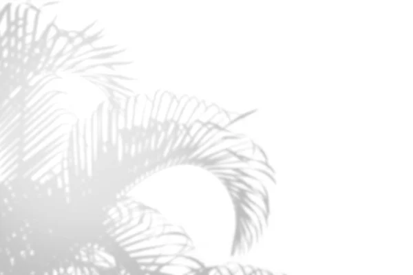 Abstrakte Palmblätter Schatten auf weißem Hintergrund. für Design und Werbung — Stockfoto