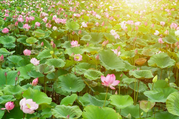 Flores de lótus na piscina. Flores de lótus rosa florescendo na manhã brilhante. Conceito de natureza Para fundo — Fotografia de Stock