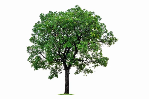 Grote tropische boom geïsoleerd op een witte achtergrond. Bestand bevat met clipping pad zo gemakkelijk om te werken. — Stockfoto