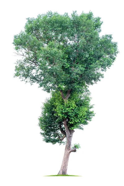 Велике тропічне дерево ізольоване на білому тлі. Файл містить відсічний контур так легко працювати . — стокове фото