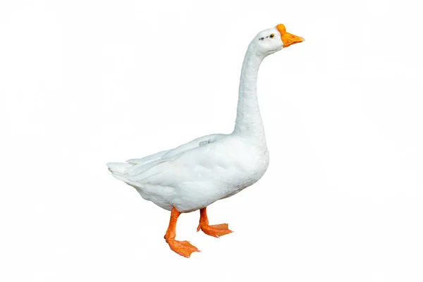 White goose isolated on white background. File contains with clipping path so easy to work. — 스톡 사진