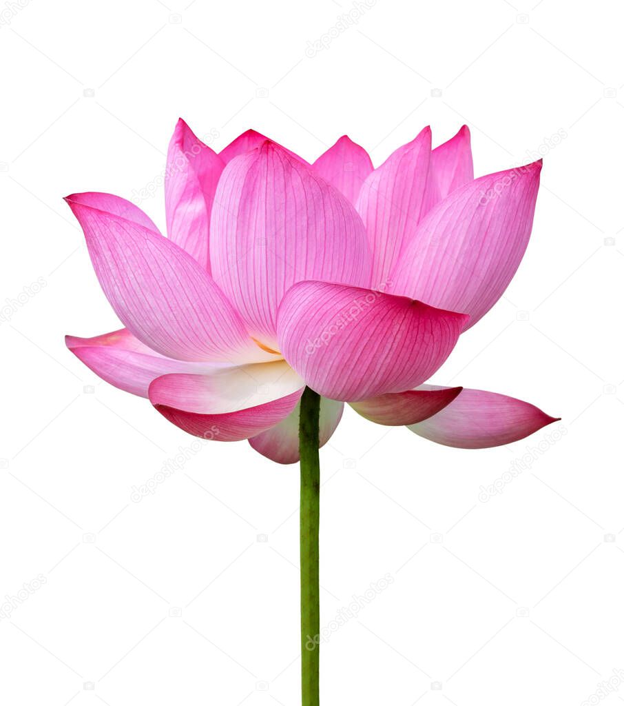 Pink Lotus flower isolated on white background. File contains with clipping path so easy to work.