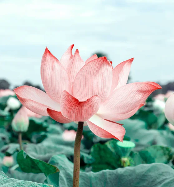 Flores de lótus na piscina. Flores de lótus rosa florescendo na manhã brilhante. Conceito de natureza Para fundo — Fotografia de Stock