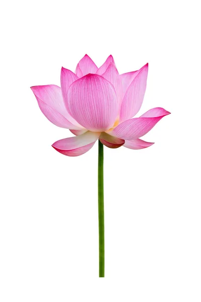 Fleur de lotus isolée sur fond blanc. Fichier contient avec chemin de coupe si facile à travailler . — Photo