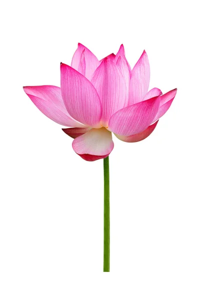 Lotus flower isolated on white background. File contains with clipping path so easy to work. — Stock Photo, Image