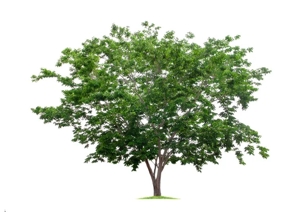 Big tropical tree isolated on a white background. File contains with clipping path so easy to work. — Stock Photo, Image